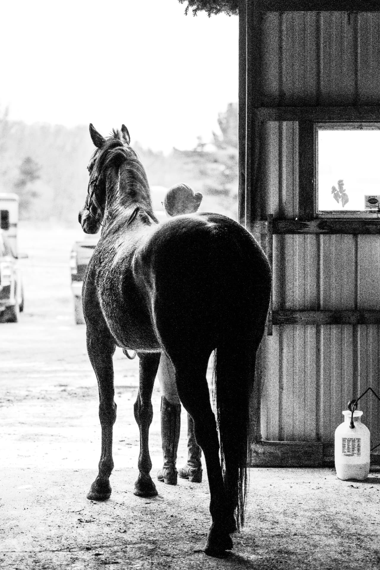 Horse standing at a stable doorway